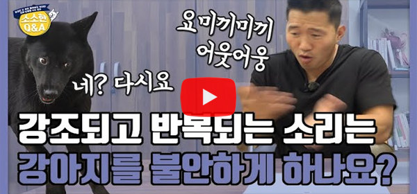 [강형욱의 보듬TV] 강조되고 반복되는 소리는 강아지를..